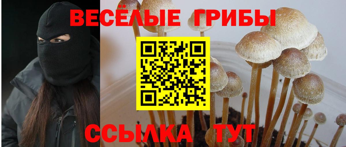 Тосно  Галлюциногенные грибы Psilocybe  Вход с VPN 